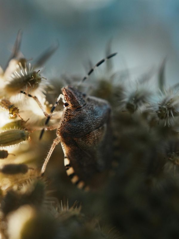 pexels-entero-33303808 pexels-entero-33303808